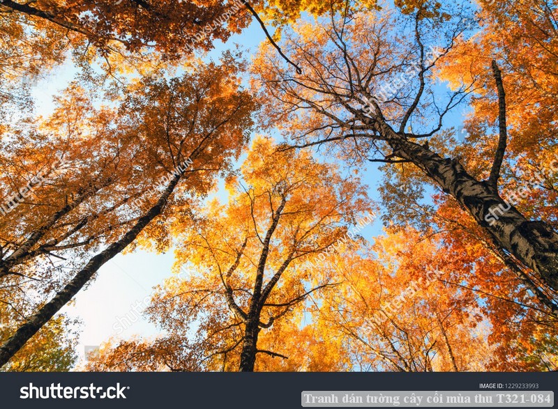 Tranh dán tường cây cối mùa thu T321-084